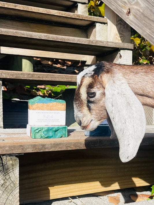 Juno Beach Goat Soaps